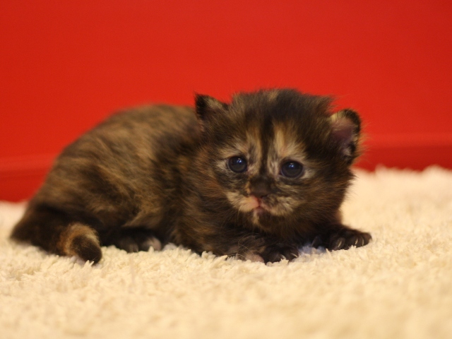 マンチカンの子猫画像