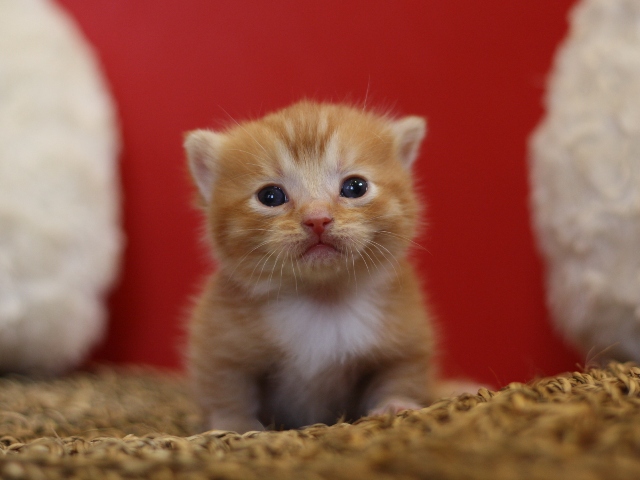 マンチカンの子猫画像