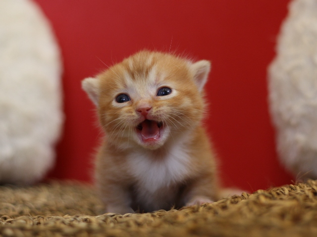 マンチカンの子猫画像