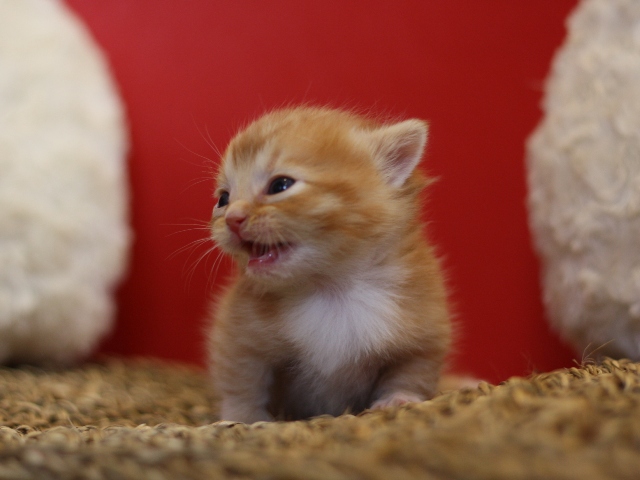 マンチカンの子猫画像