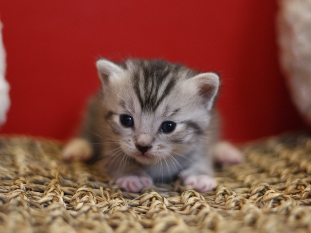 マンチカンの子猫画像