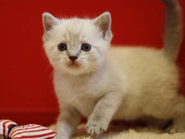 マンチカンの子猫画像