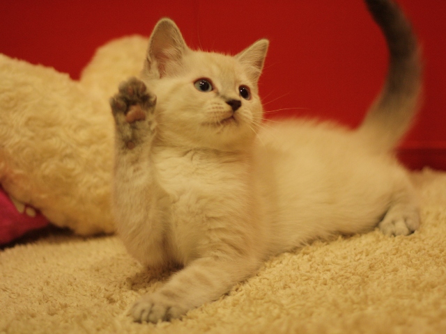 マンチカンの子猫画像