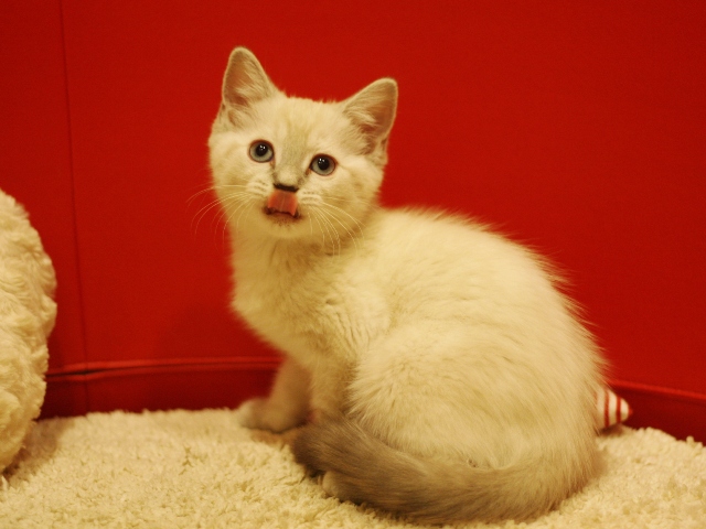 マンチカンの子猫画像