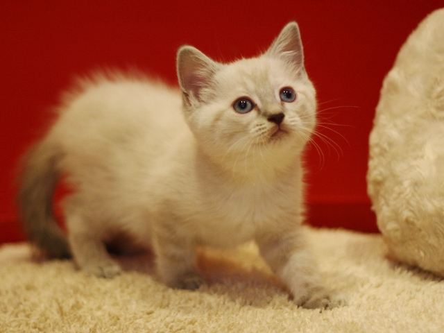 マンチカンの子猫画像