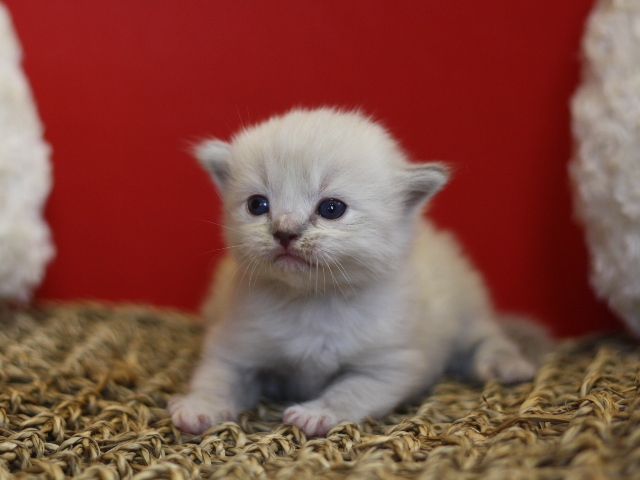 マンチカンの子猫画像