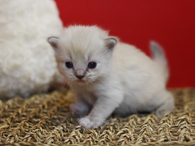 マンチカンの子猫画像