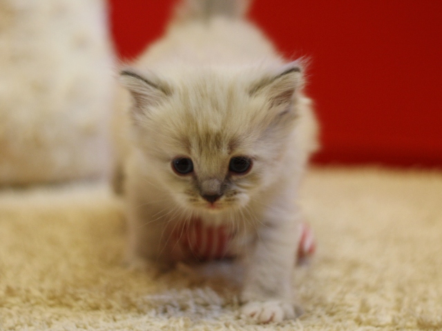 マンチカンの子猫画像