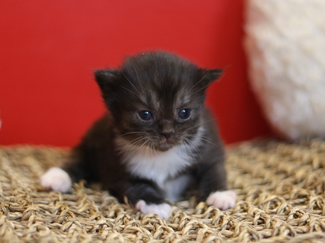 マンチカンの子猫画像