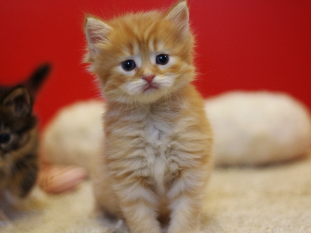 マンチカンの子猫画像