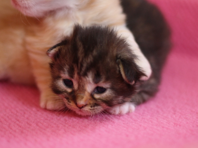 マンチカンの子猫画像