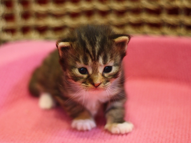 マンチカンの子猫画像