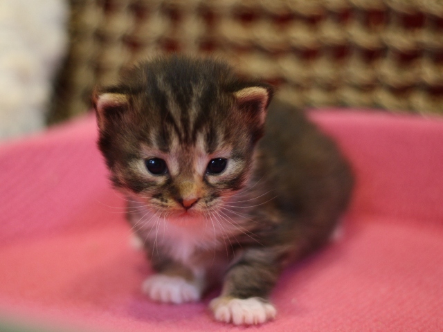 マンチカンの子猫画像