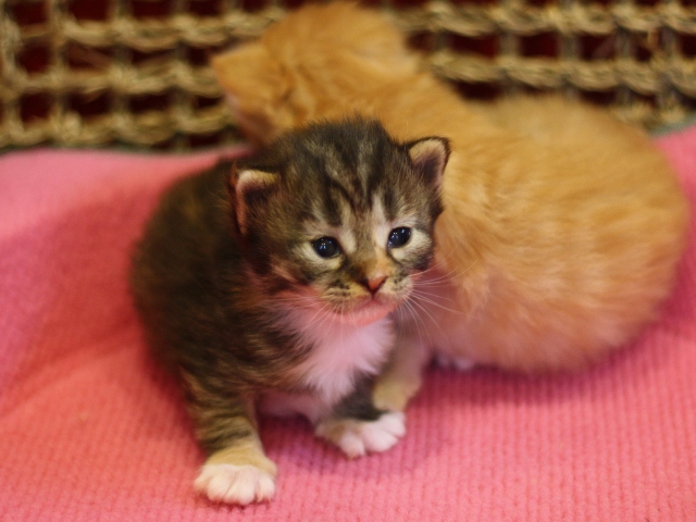 マンチカンの子猫画像