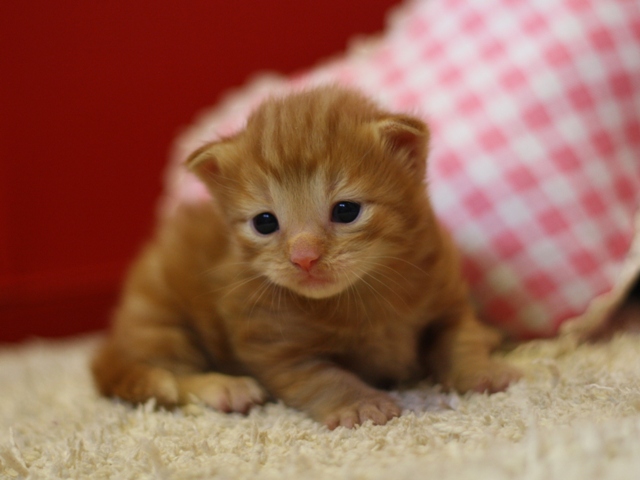 マンチカンの子猫画像