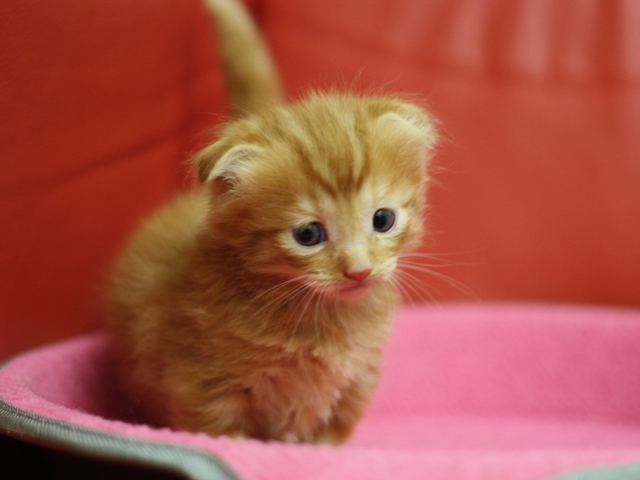 マンチカンの子猫画像