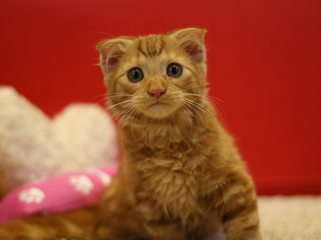 マンチカンの子猫画像