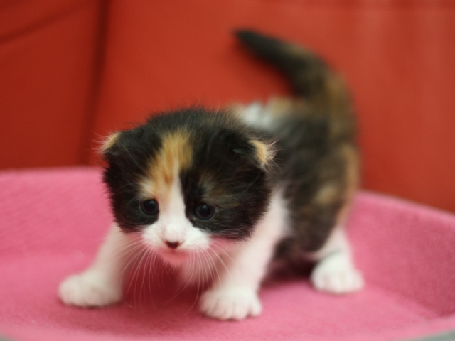 マンチカンの子猫画像