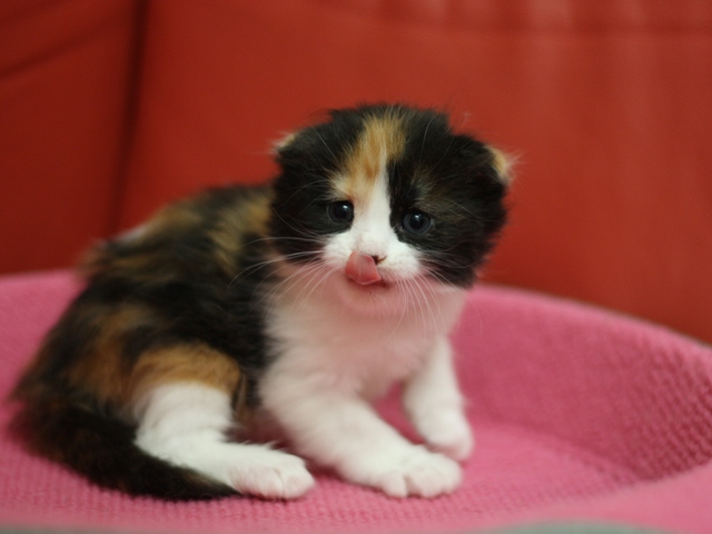 マンチカンの子猫画像