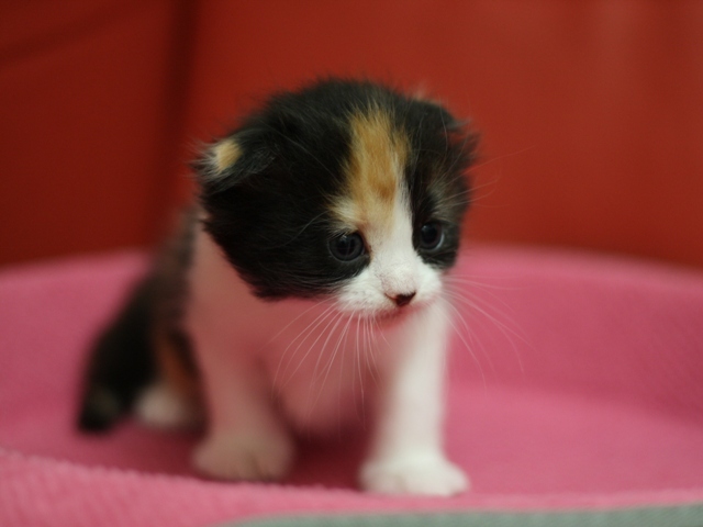 マンチカンの子猫画像