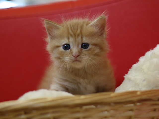 マンチカンの子猫画像