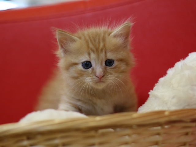 マンチカンの子猫画像