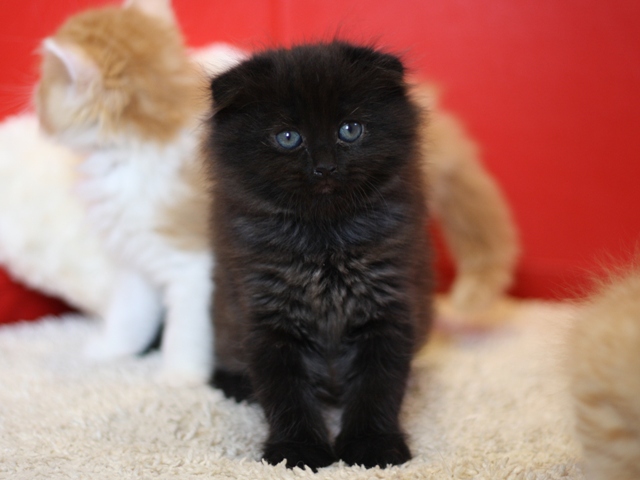 マンチカンの子猫画像