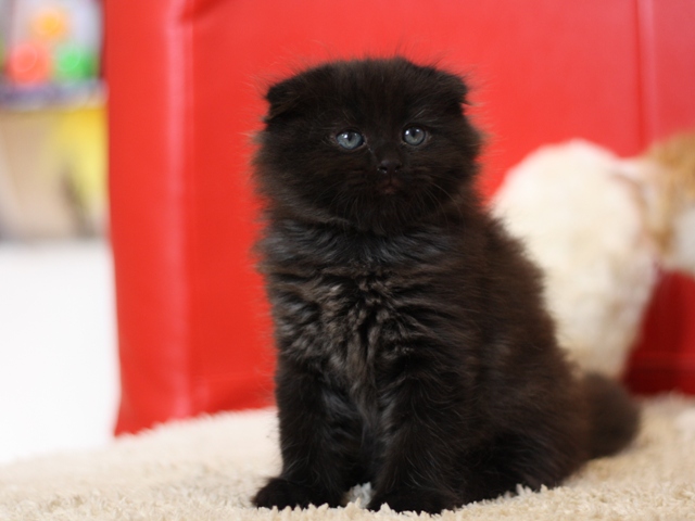 マンチカンの子猫画像