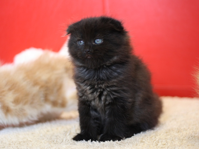 マンチカンの子猫画像