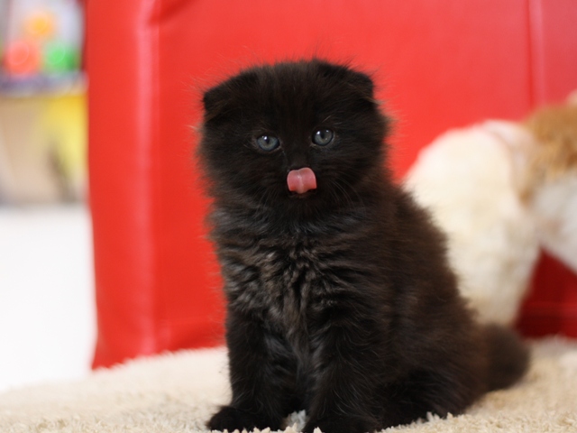 マンチカンの子猫画像