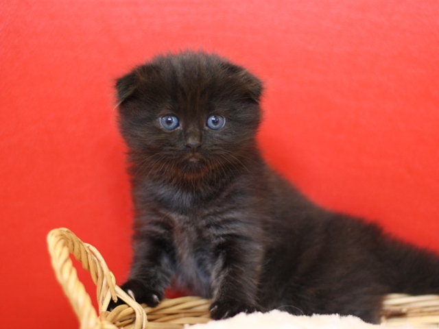 マンチカンの子猫画像