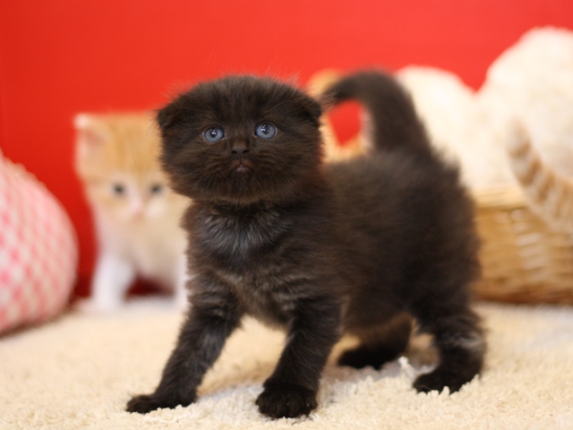 マンチカンの子猫画像