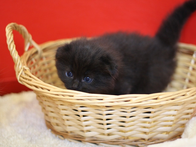 マンチカンの子猫画像