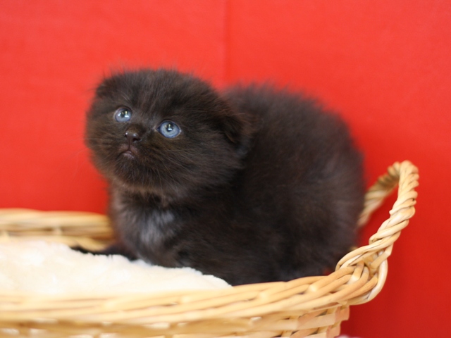 マンチカンの子猫画像