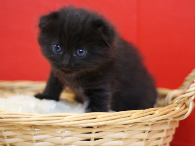 マンチカンの子猫画像