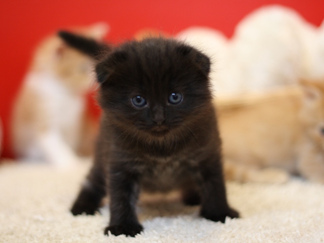 マンチカンの子猫画像