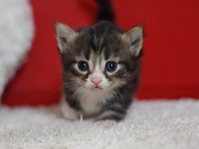 マンチカンの子猫画像