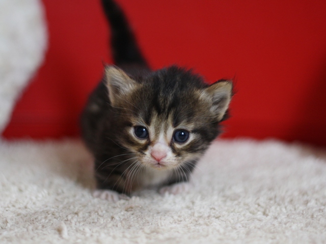 マンチカンの子猫画像