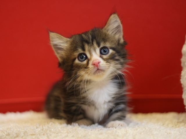 マンチカンの子猫画像