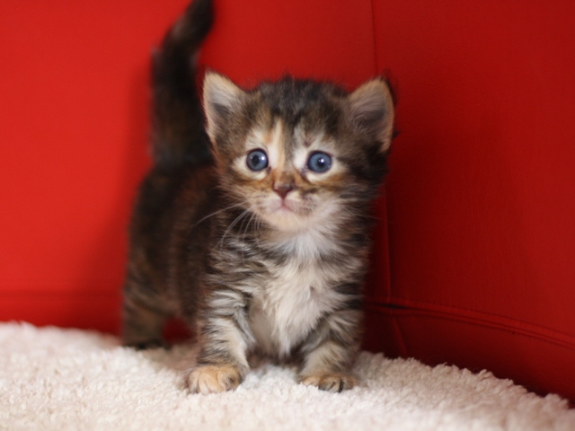 マンチカンの子猫画像