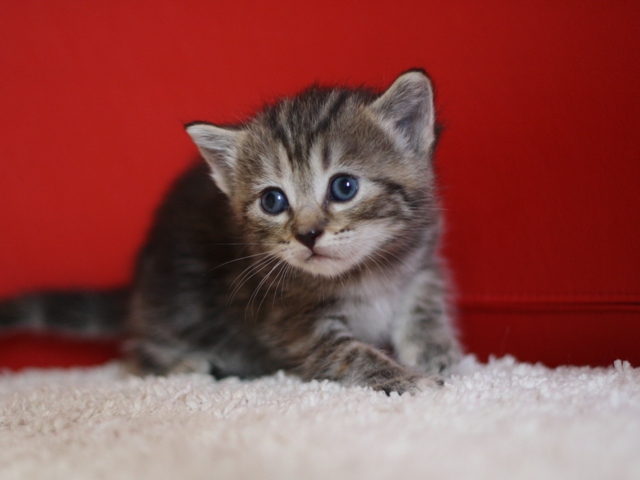 マンチカンの子猫画像