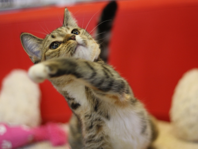 マンチカンの子猫画像