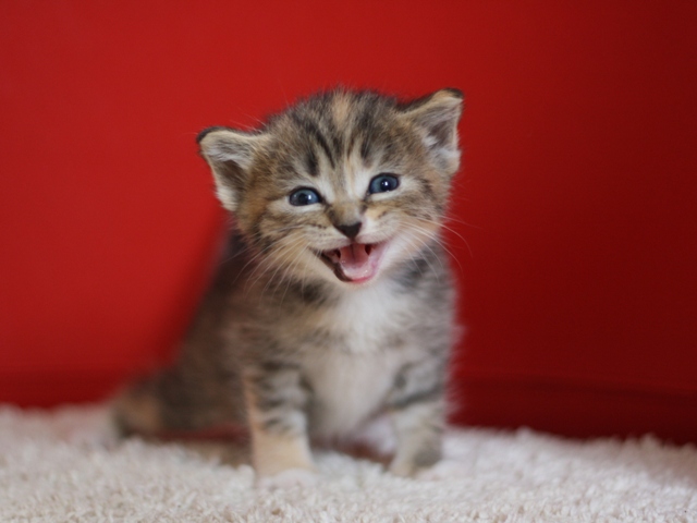 マンチカンの子猫画像