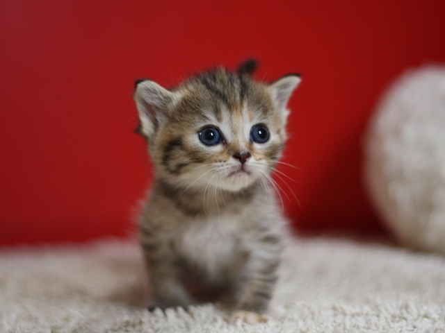 マンチカンの子猫画像