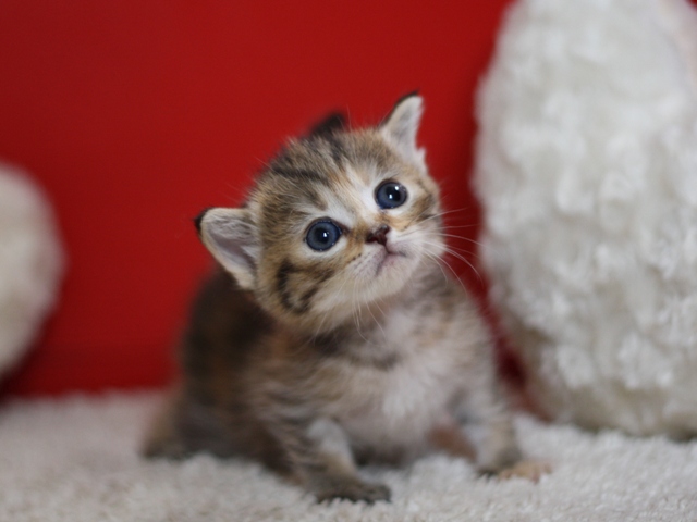 マンチカンの子猫画像