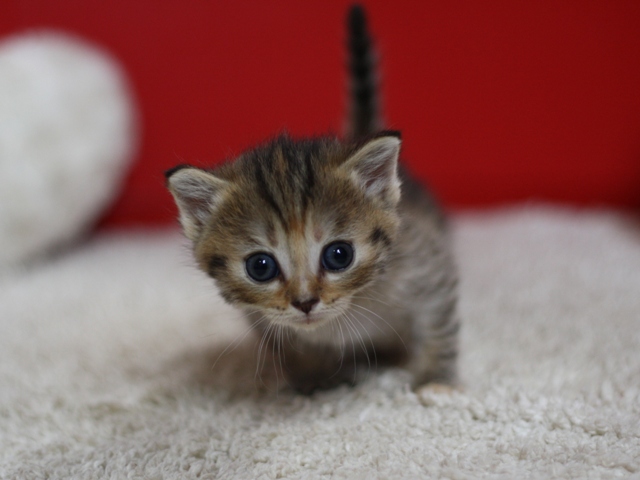 マンチカンの子猫画像