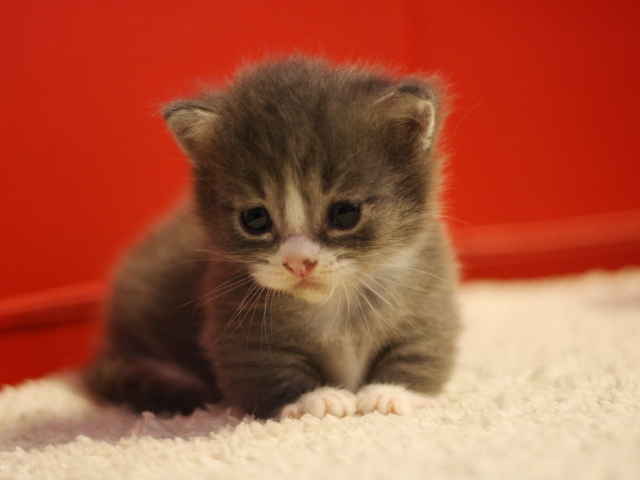 マンチカンの子猫画像