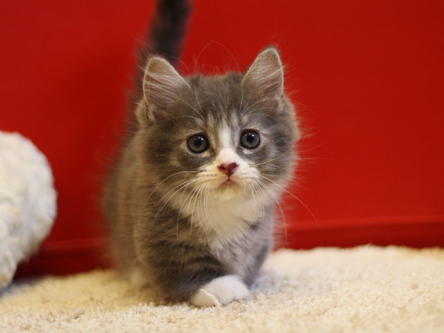 マンチカンの子猫画像