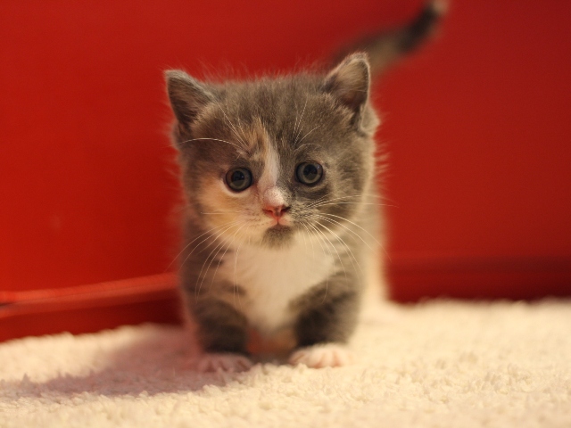 マンチカンの子猫画像