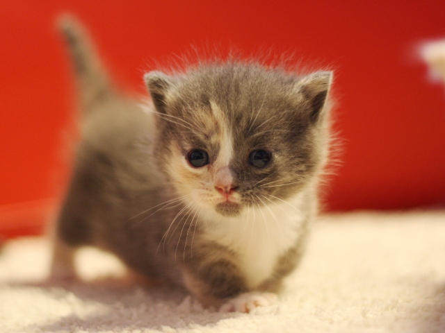 マンチカンの子猫画像